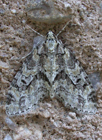 Mottled Gray Carpet